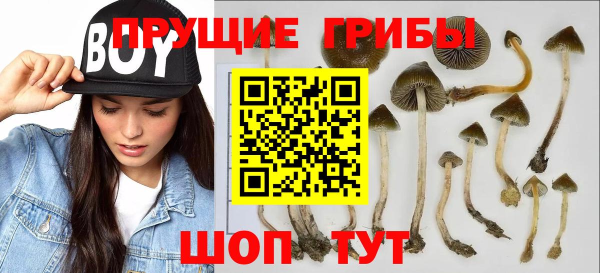 Псилоцибиновые грибы Psilocybe Владимир