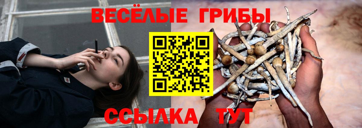 Галлюциногенные грибы прущие грибы  Вход с VPN  Владимир  Галлюциногенные грибы Psilocybe 